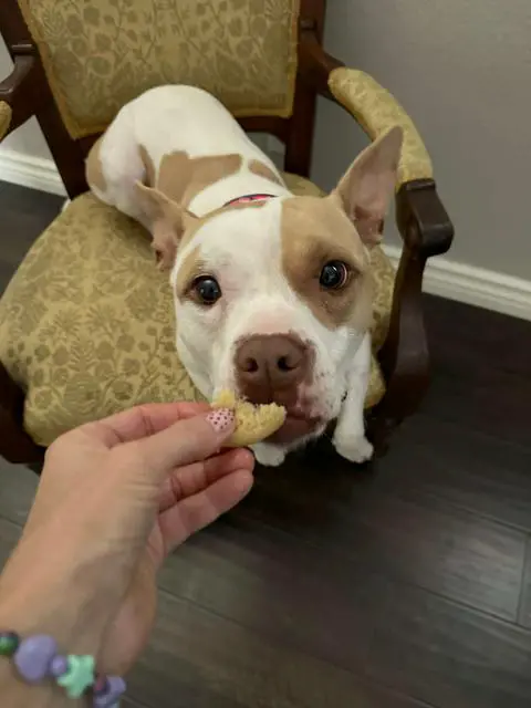 my dog Macchiato testing out the cookies