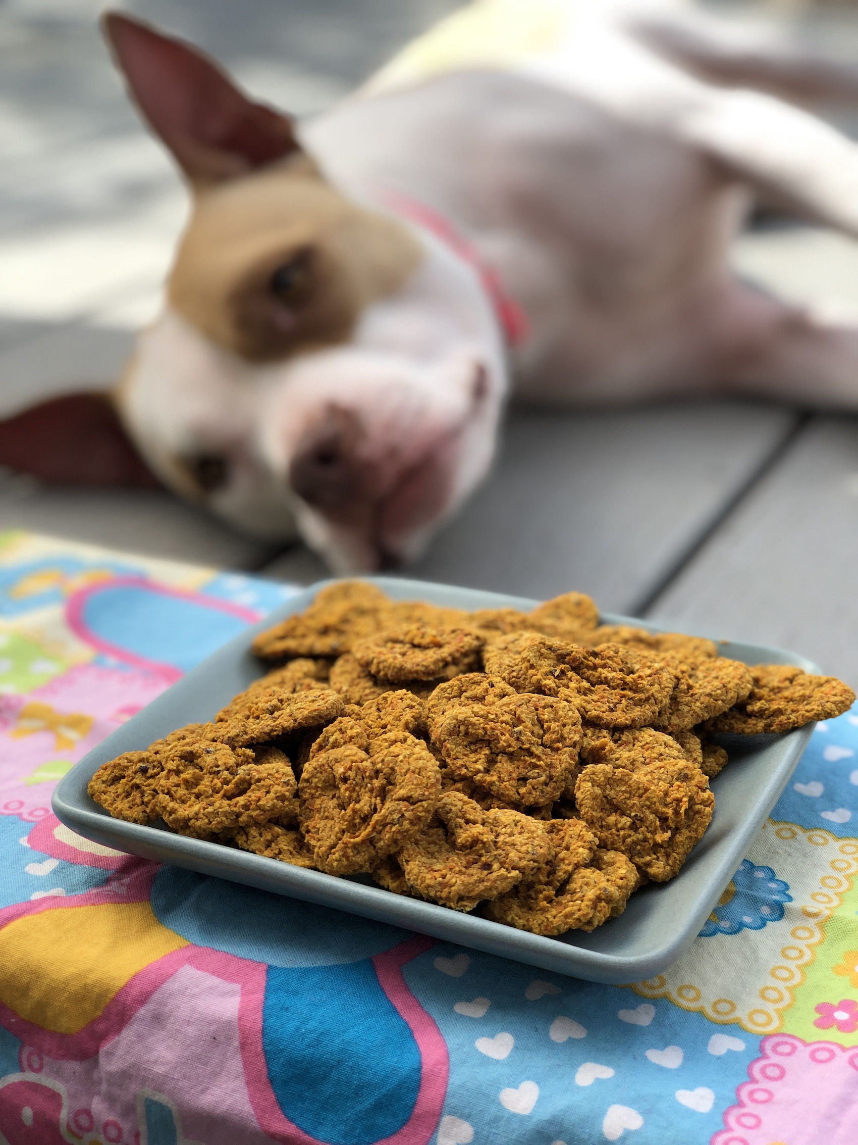 Macchiato with her vegan dog treats