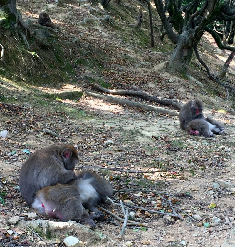 monkeys in Kyoto