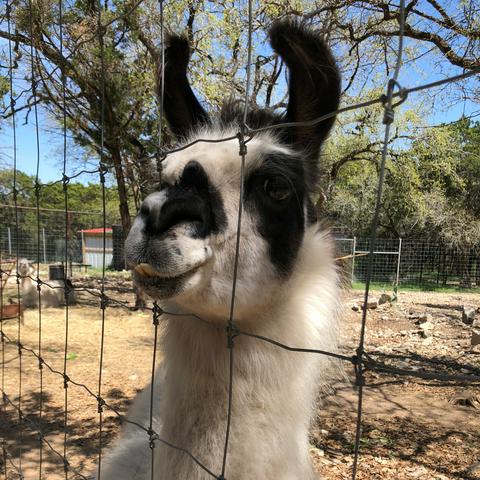 my new llama friend