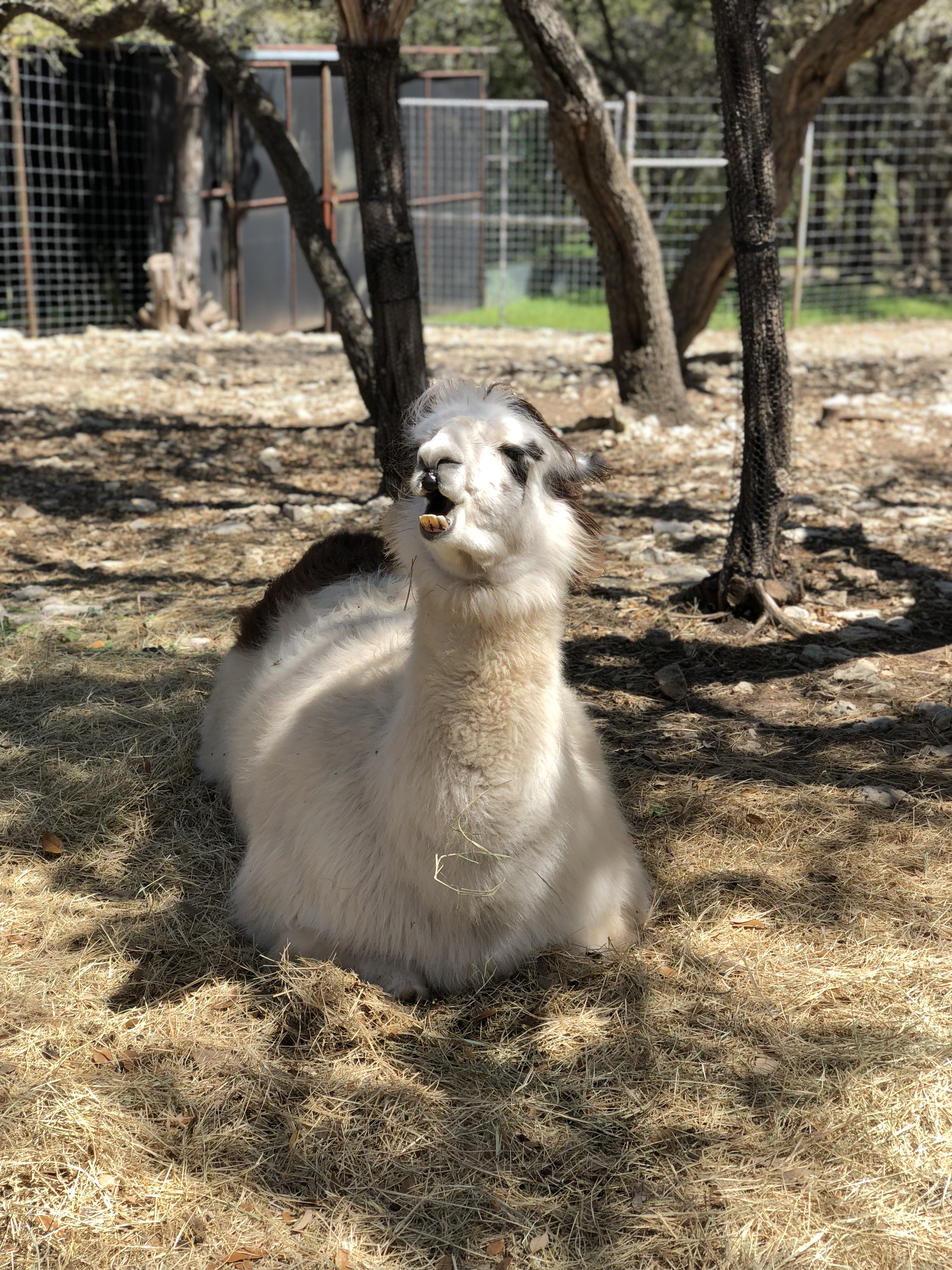 llama at the Austin Zoo