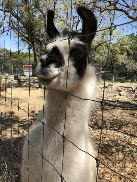 my new llama friend