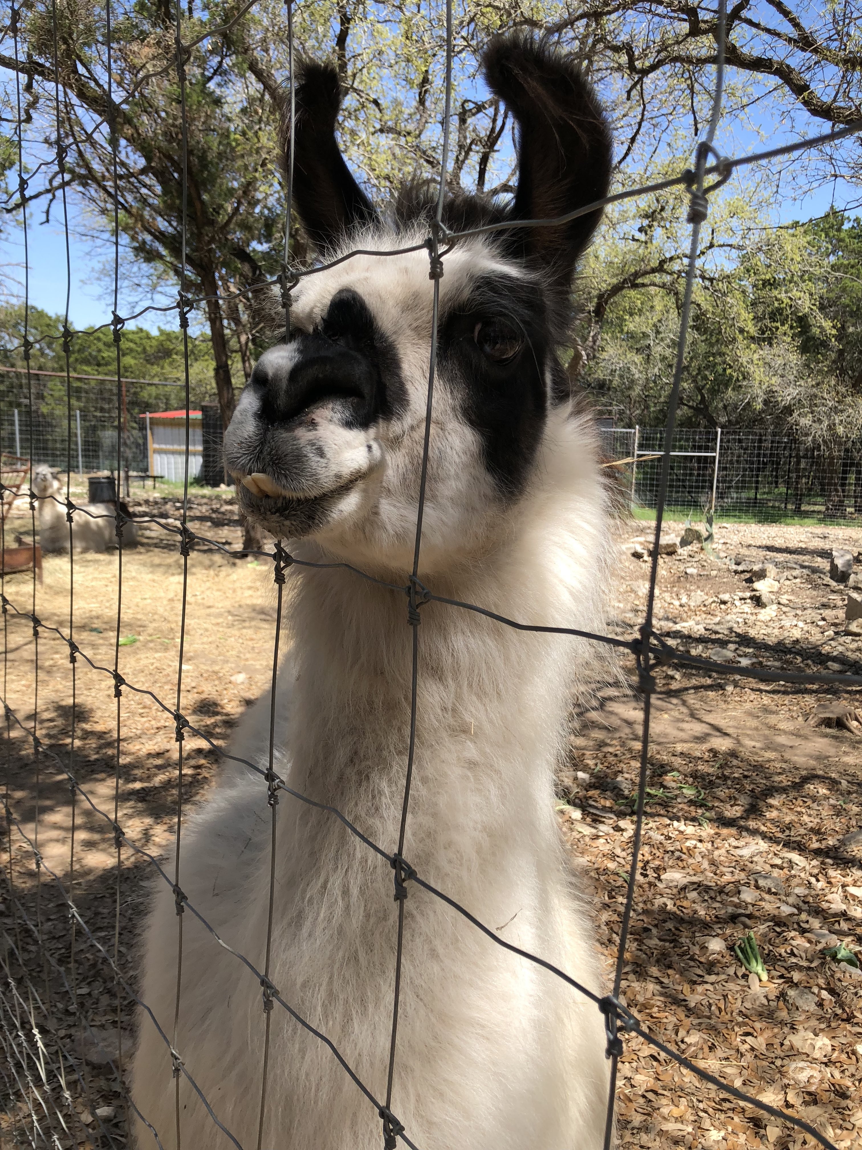 llama at the Austin Zoo
