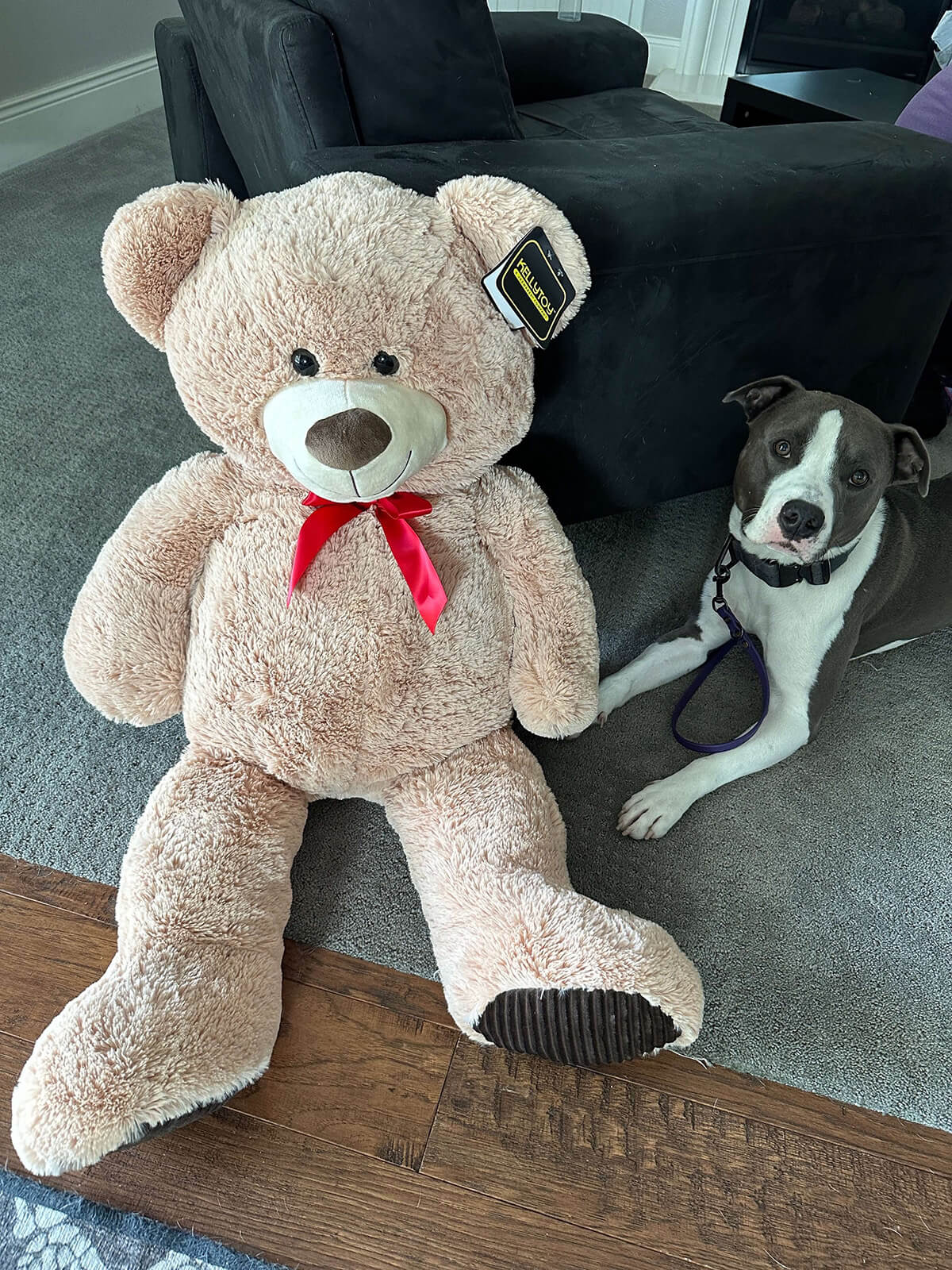 our foster dog and my giant teddy bear