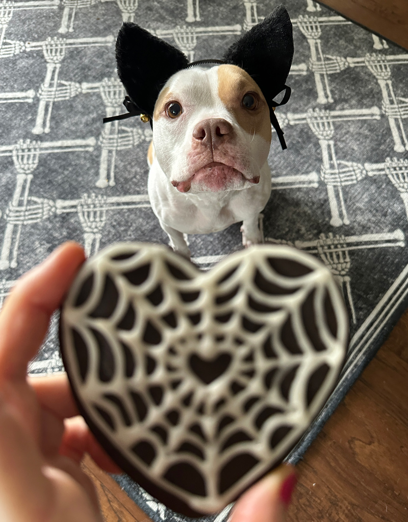 goth valentine cookie next to a pitbull dressed up like a black cat