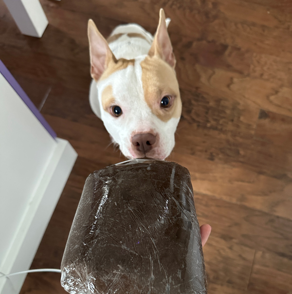 my dog, Macchiato, inspecting the vegan black cocoa cookie dough
