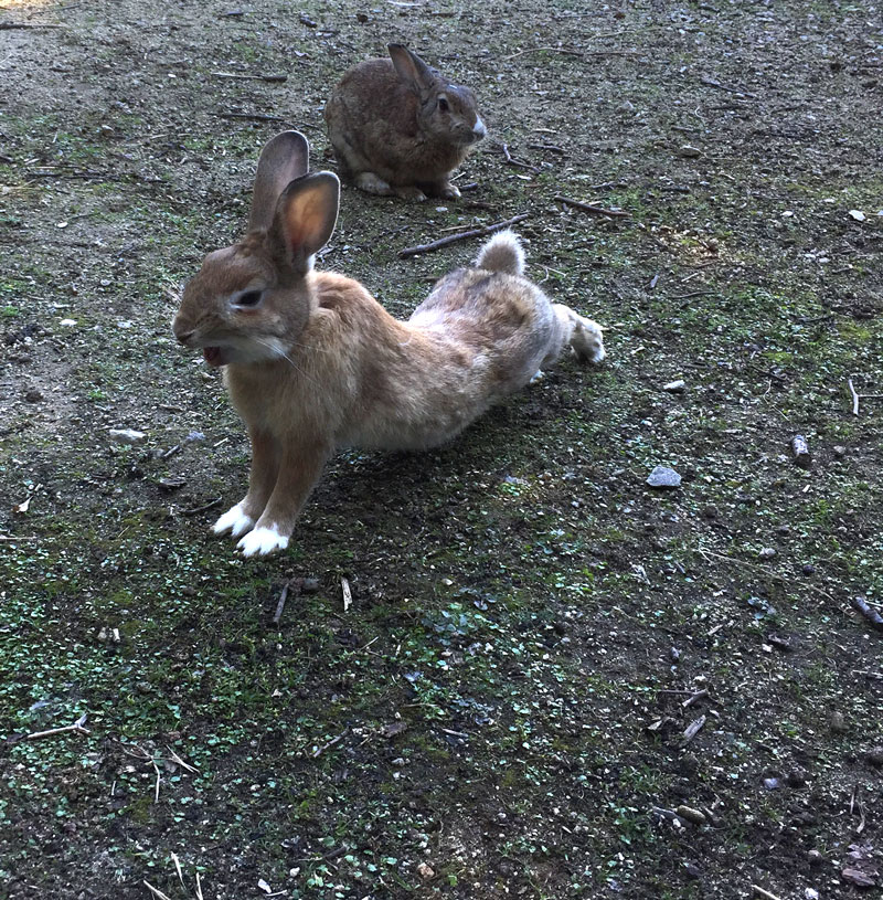 bunny island yoga