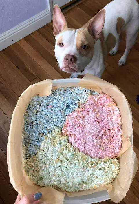 making vegan pastel rice krispie treats