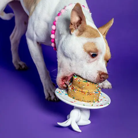my dog Macchiato looking crazy because she loves the cake so much