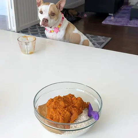 a bowl with oat flour, peanut butter, and pumpkin with a pitbull in the background.