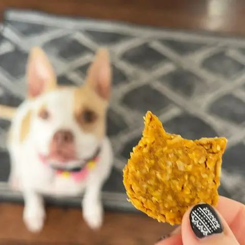 holding a dog treat in my hand about to give it to my dog.