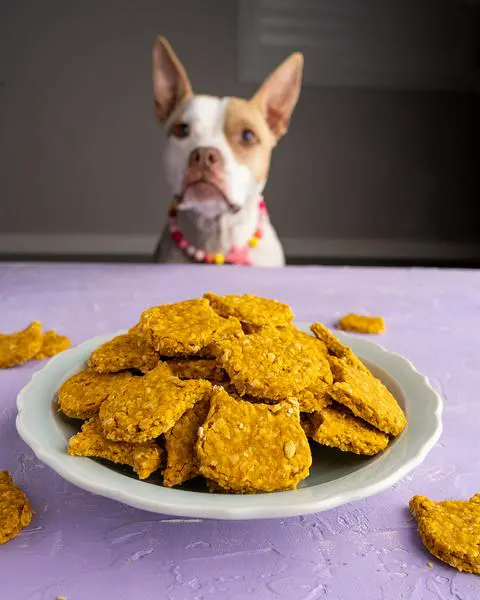 a plate of DIY dog treats with a cute pupper in the background.