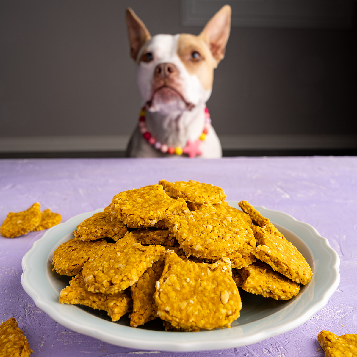a plate of pumpkin dog treats with a cute pitbull dog in the background.