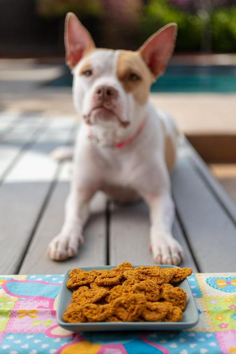 Dog with outlet treats