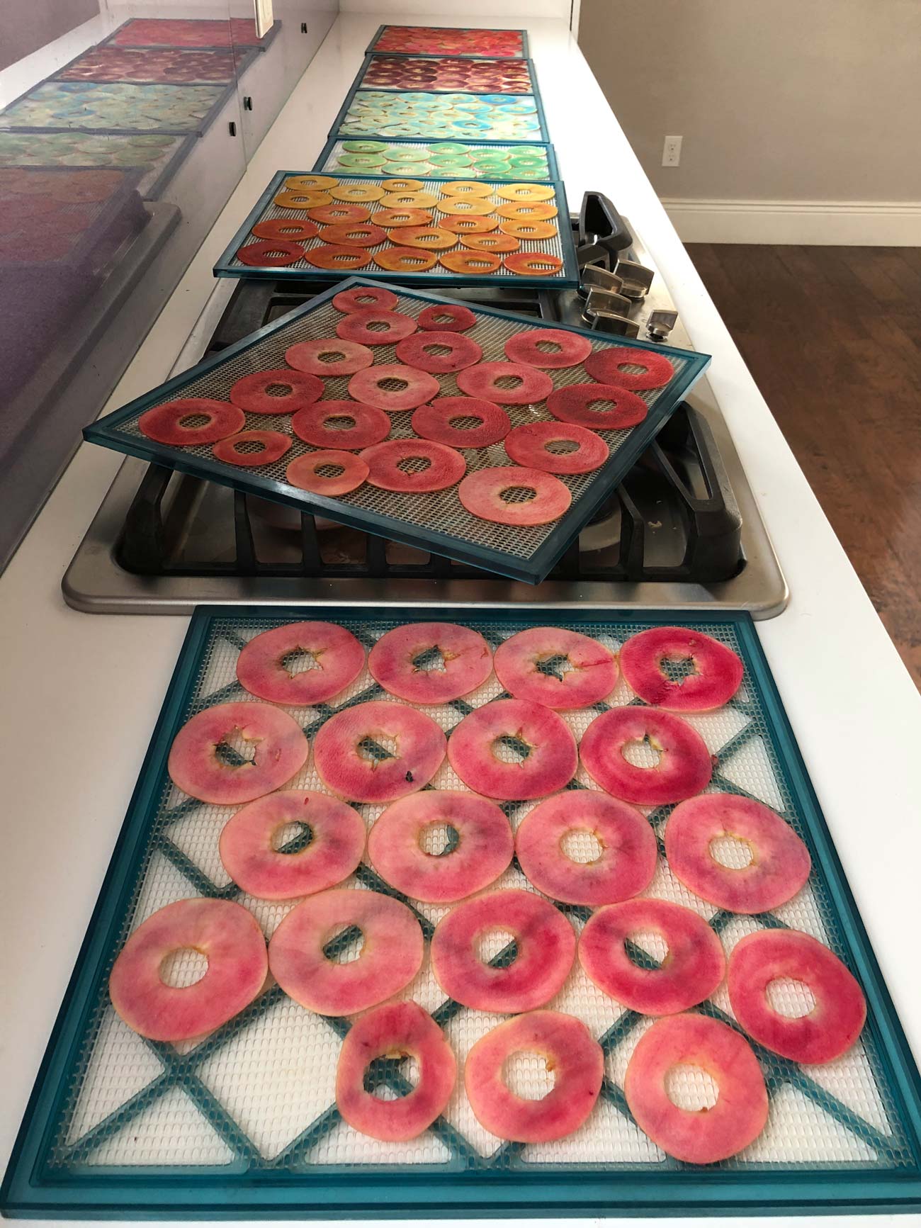 dehydrator trays filled with rainbow colored apple slices ready to dehydrate