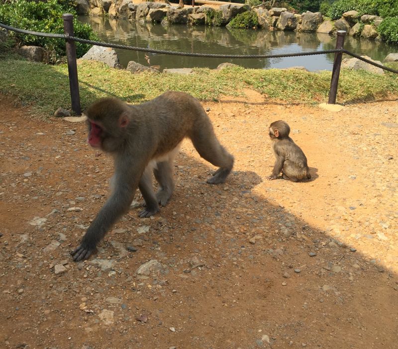 monkeys in Kyoto