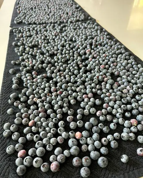 blueberries drying on kitchen towels