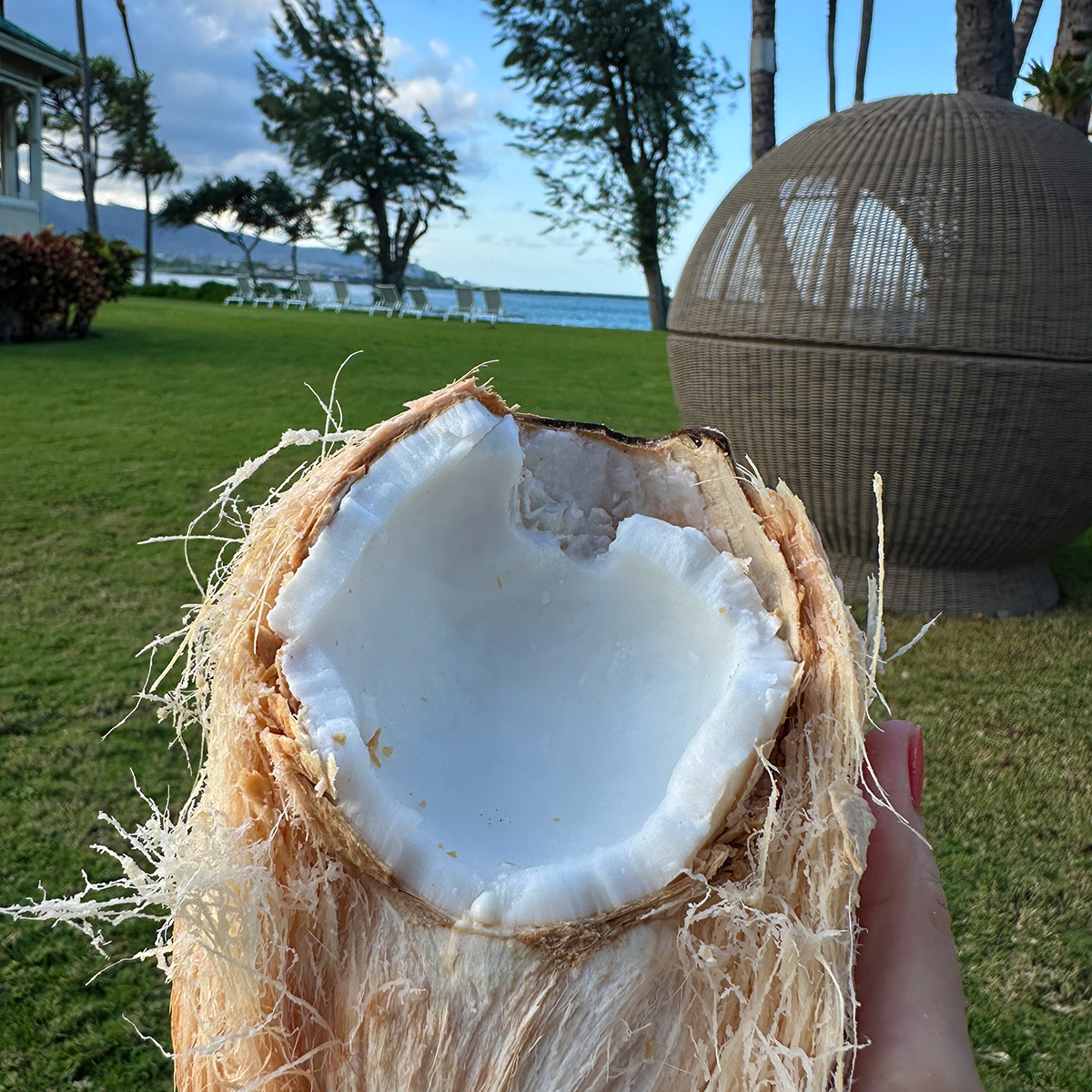 my coconut from farmer’s market that I managed to get open.