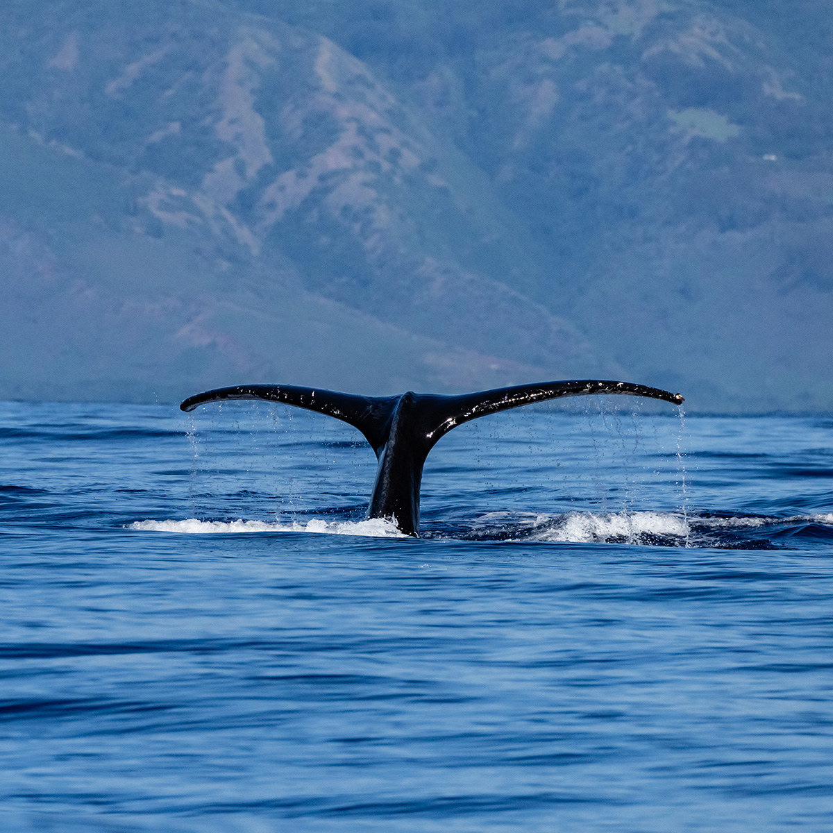 a whale's tail sticking out of the water in Maui.