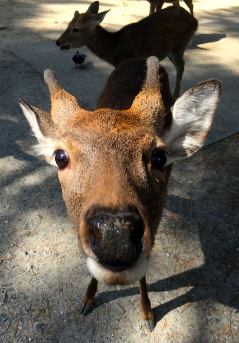 Wild deer in Nara Park