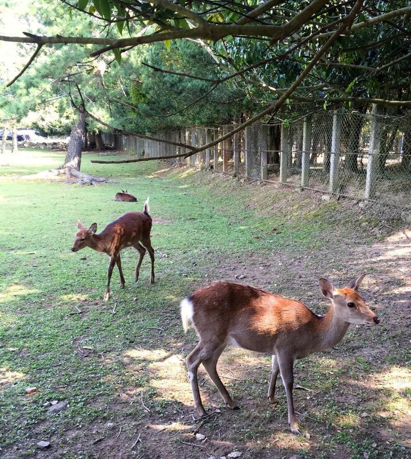 Wild deer in Nara Park