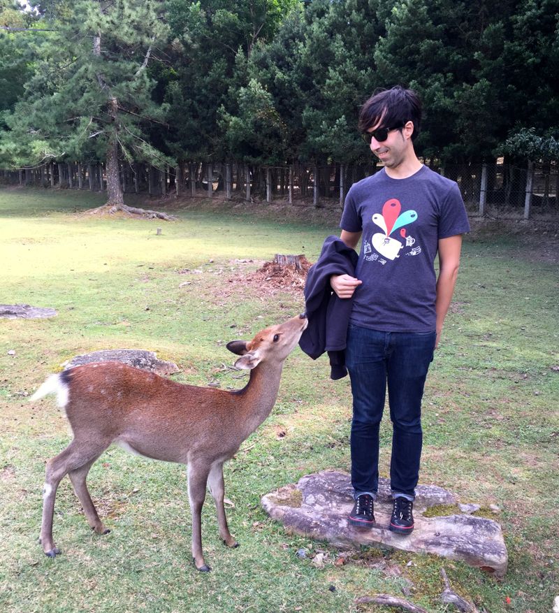 Wild deer in Nara Park