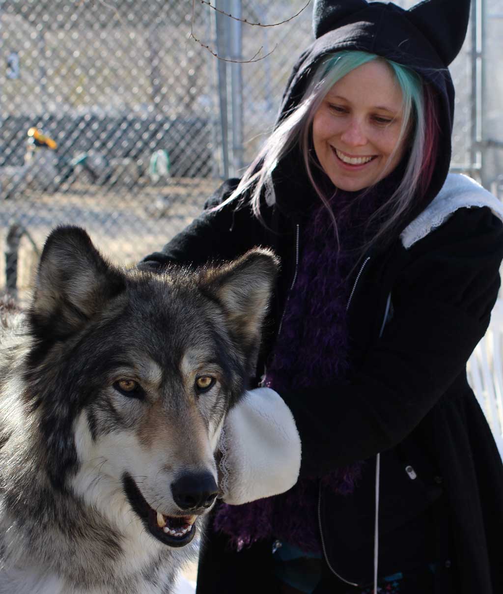 petting a wolf