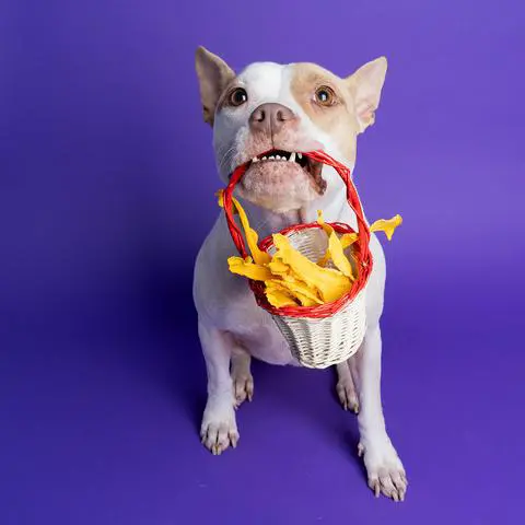 Macchiato, the pitbull, holding a basket handle in her mouth. The basket is filled with dried pumpkin.