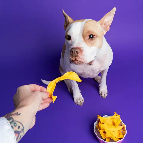 feeding a pitbull a piece of dried pumpkin leather.