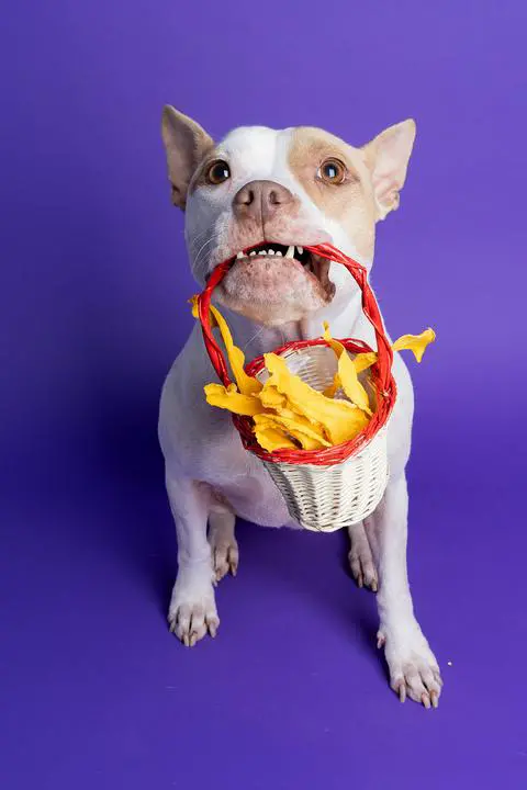 Macchiato, the pitbull, holding a basket handle in her mouth. The basket is filled with dried pumpkin.