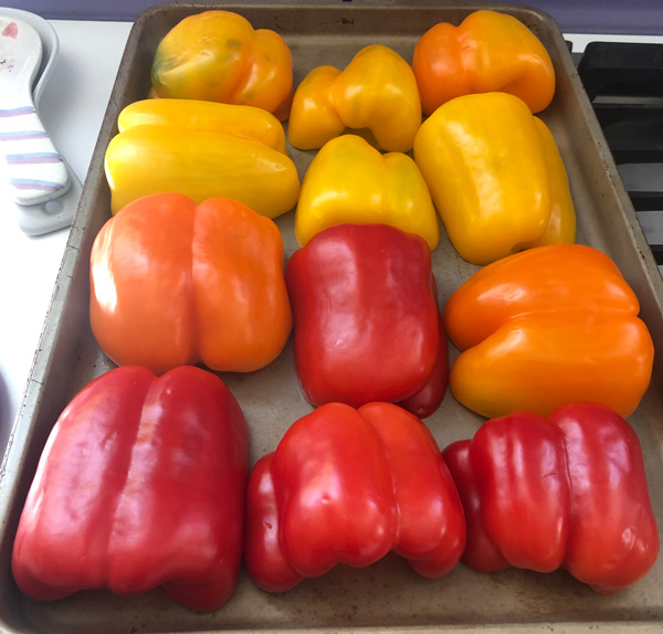 peppers ready to roast