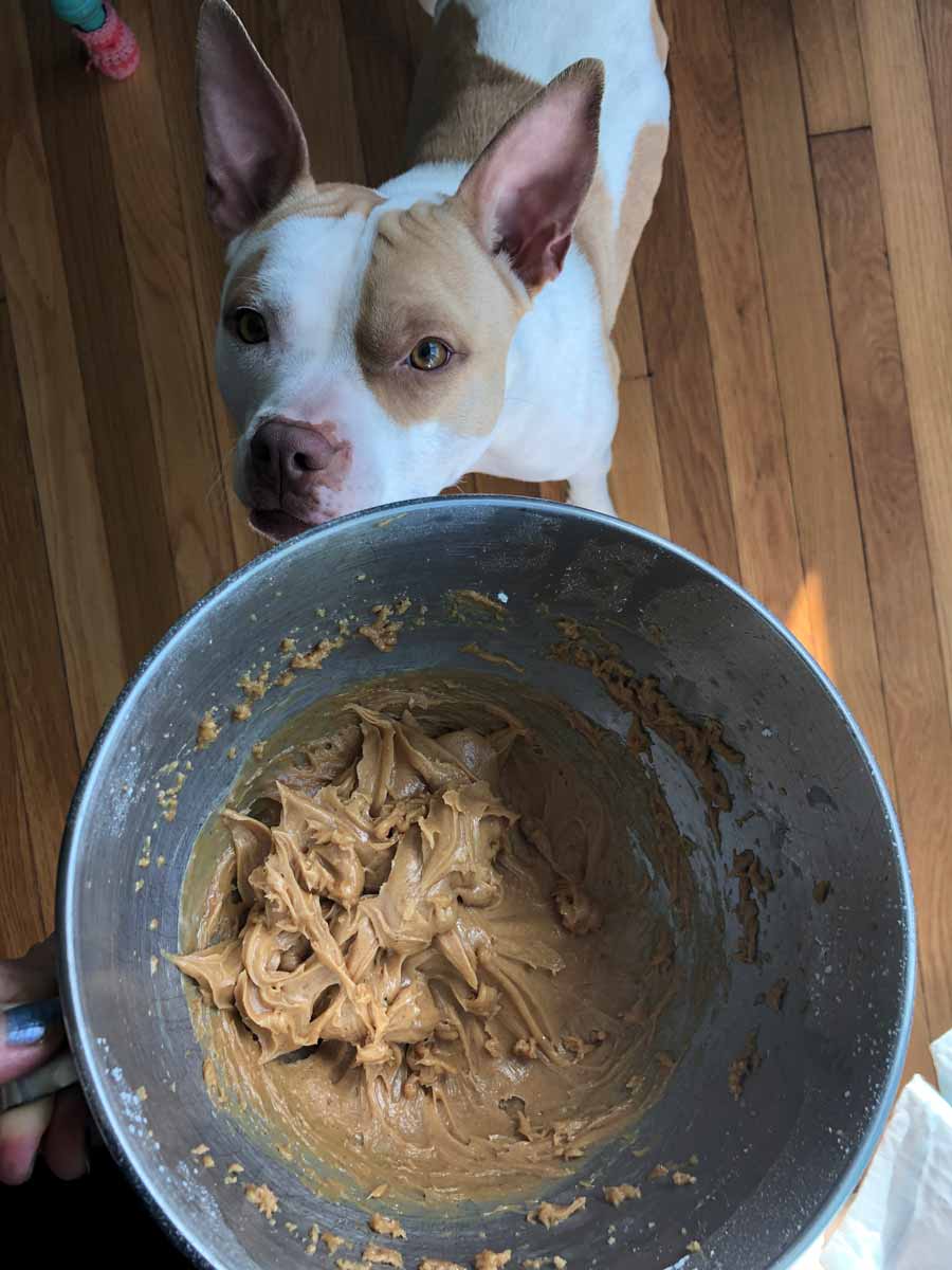 bowl of frosting (with Macchiato in the background)