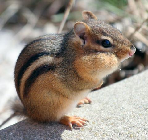 Chipmunk